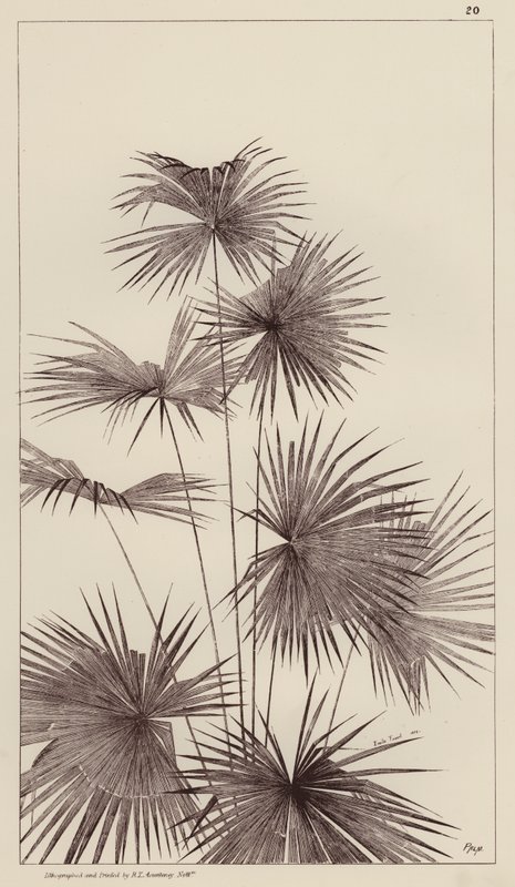 棕榈（平版） 作者 欧洲学校