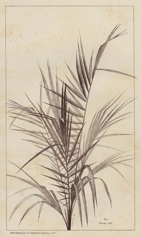 棕榈，Chamaerops Exelsa（石版画） 作者 欧洲学校
