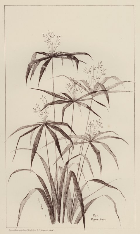 棕榈香柏（石版） 作者 欧洲学校