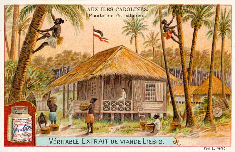 Palm plantation, Caroline Islands (chromolitho) 作者 欧洲学校
