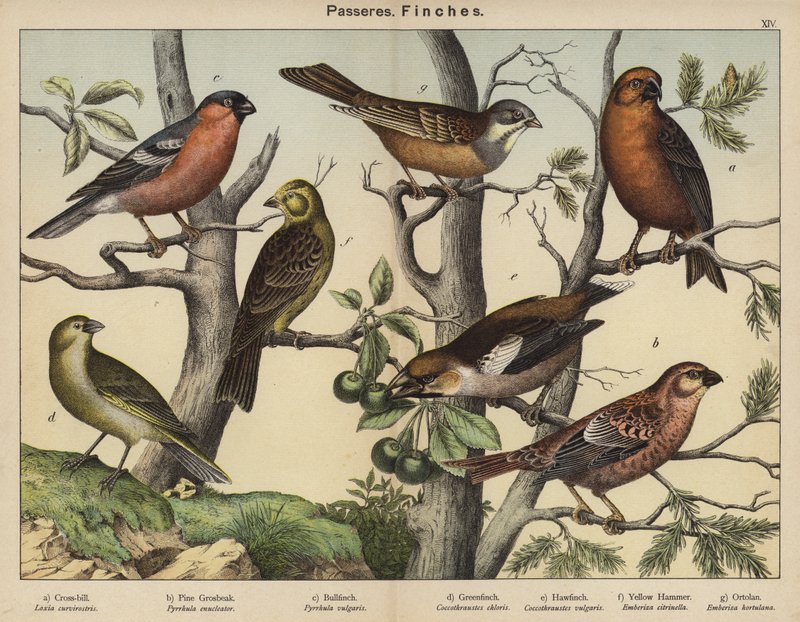 Passeres, Finches（彩色石版画） 作者 欧洲学校