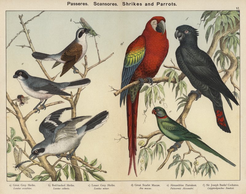 Passeres、Scansores、Shrikes 和 Parrots（彩色石版画） 作者 欧洲学校