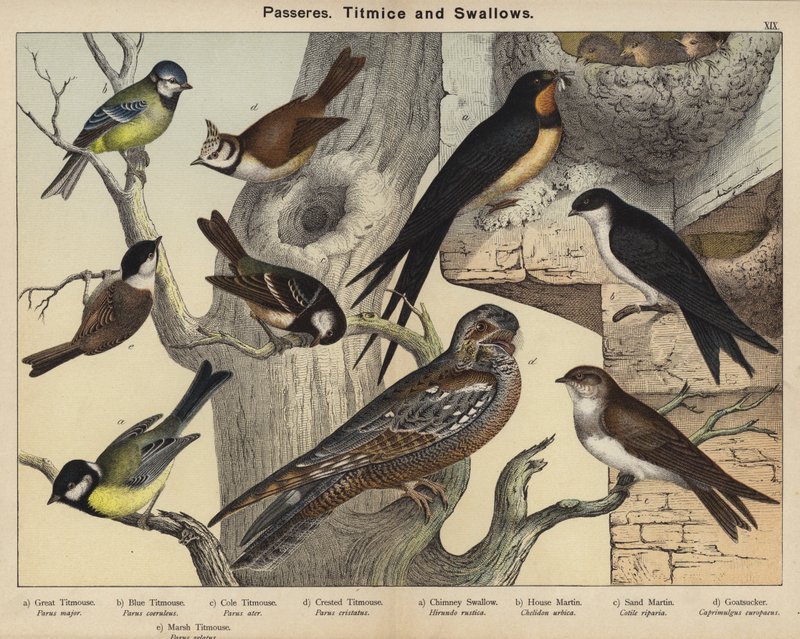Passeres, Titmice and Swallows（彩色石版画） 作者 欧洲学校