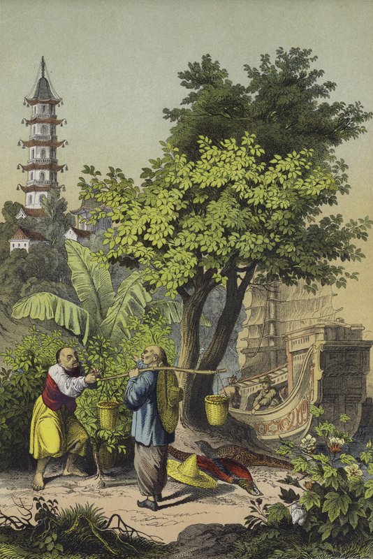 People and plants of China (colour litho) 作者 欧洲学校