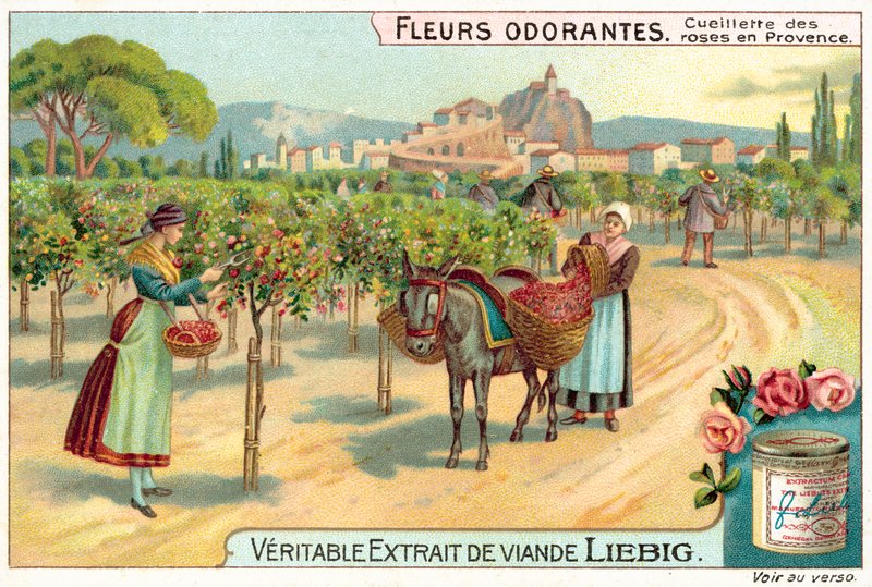 Picking roses in Provence (chromolitho) 作者 欧洲学校