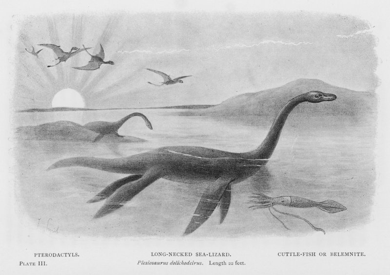 翼龙，长颈海蜥，Plesiosaurus dolichodeirus，长度为22英尺，乌龟鱼或贝雷姆石（石膏）。 作者 欧洲学校