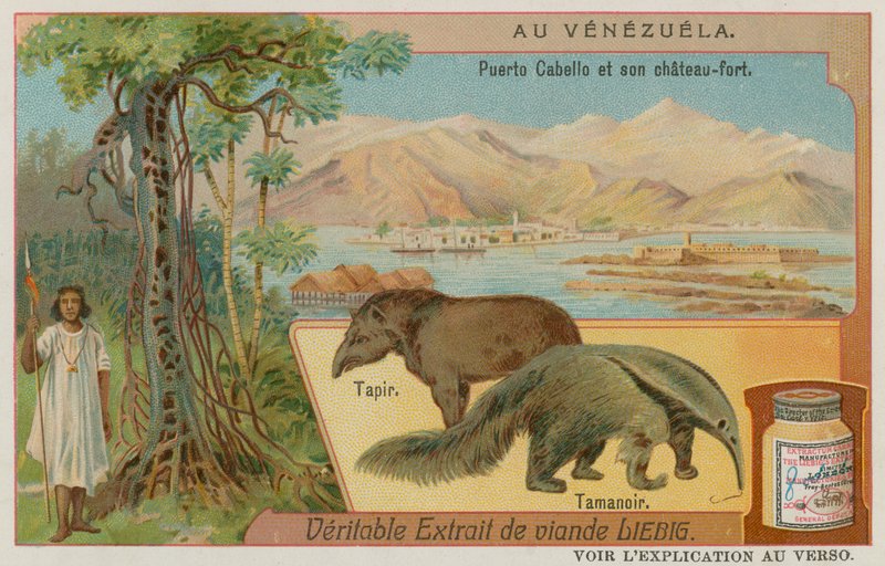 Puerto Cabello及其堡垒与Tapir和食蚁兽 作者 欧洲学校