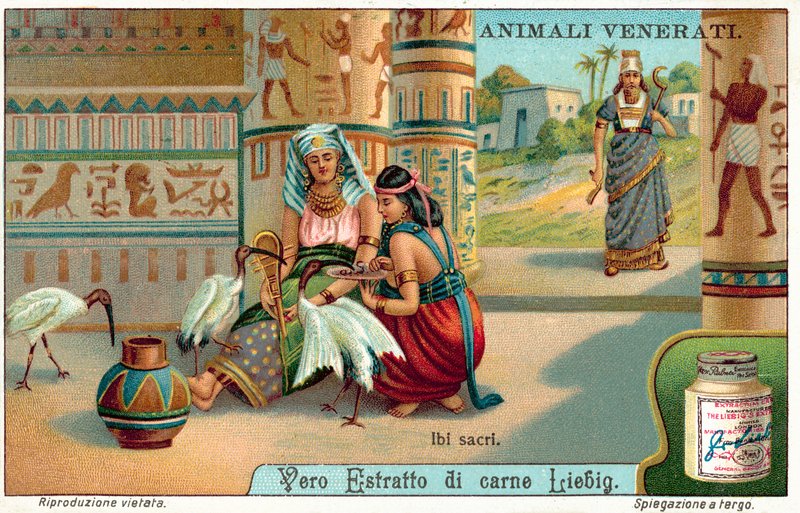 Sacred ibis in Ancient Egypt (chromolitho) 作者 欧洲学校