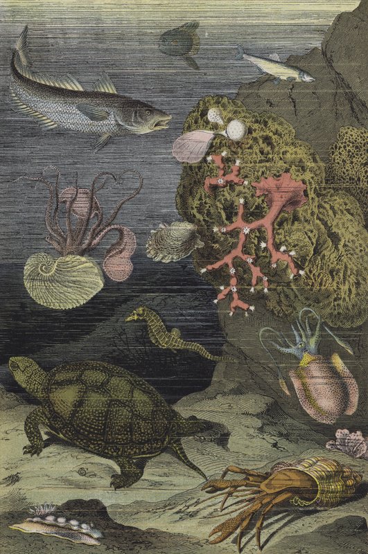 地中海的海洋生物（彩色印刷版） 作者 欧洲学校