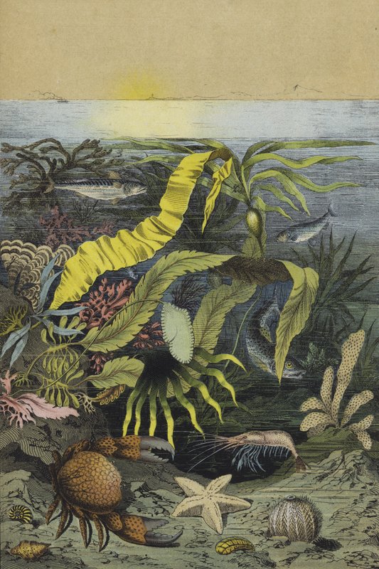 北海的海洋生物(彩色平版印刷) 作者 欧洲学校
