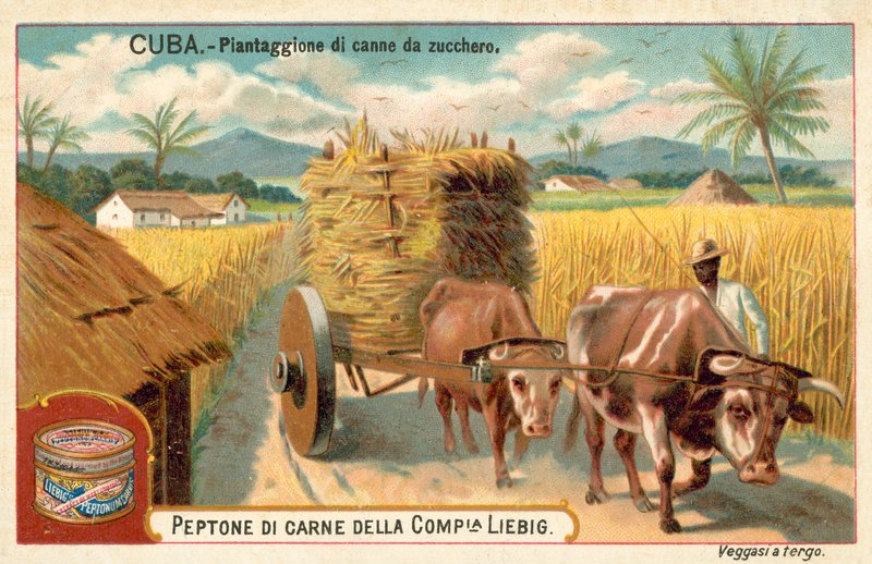 Sugar cane plantation, Cuba (chromolitho) 作者 欧洲学校