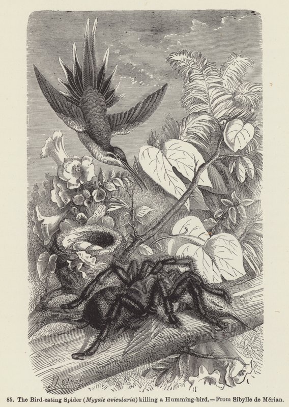 食鸟蜘蛛 (Mygale avicularia) 杀死一只蜂鸟 (雕刻) 作者 欧洲学校