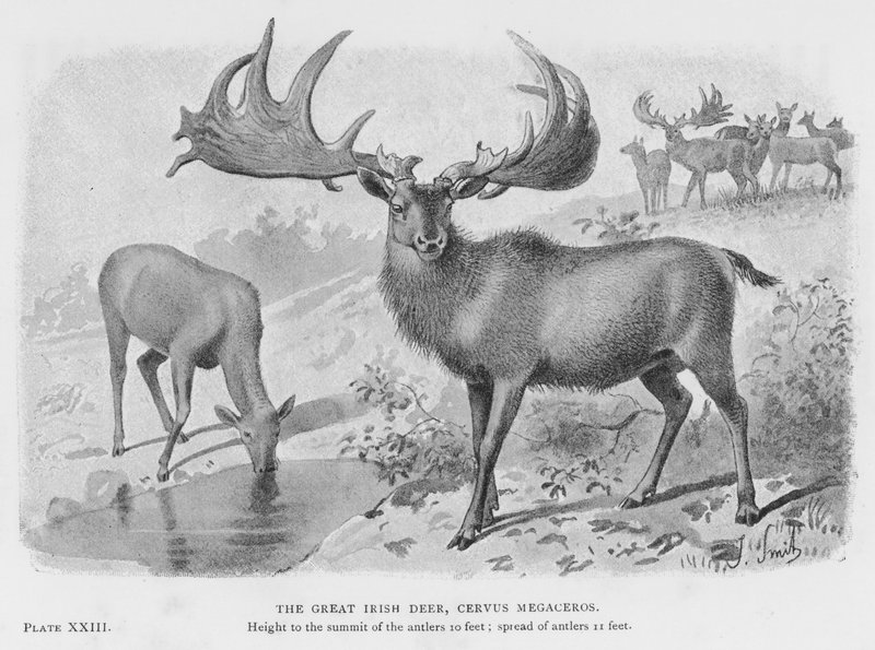 伟大的爱尔兰鹿，Cervus Megaceros（石版画） 作者 欧洲学校