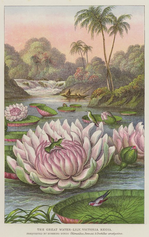 The Great Water-Lily, Victoria Regia (engraving) 作者 欧洲学校