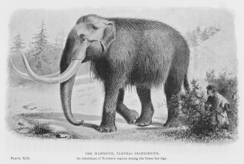 猛犸象，Elephas Primigenius (litho) 作者 欧洲学校