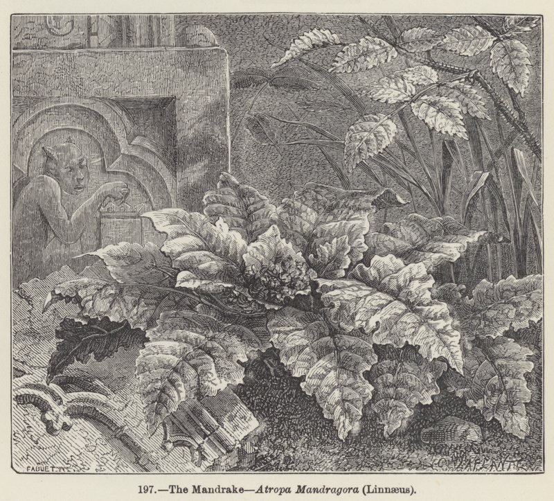 The Mandrake, Atropa Mandragora, Linnaeus (engraving) 作者 欧洲学校
