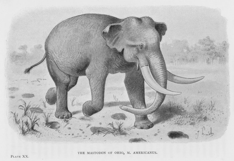 俄亥俄州的乳齿象，M Americanus (litho) 作者 欧洲学校