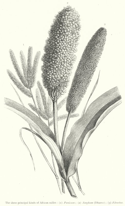 The three principal kinds of African millet (engraving) 作者 欧洲学校