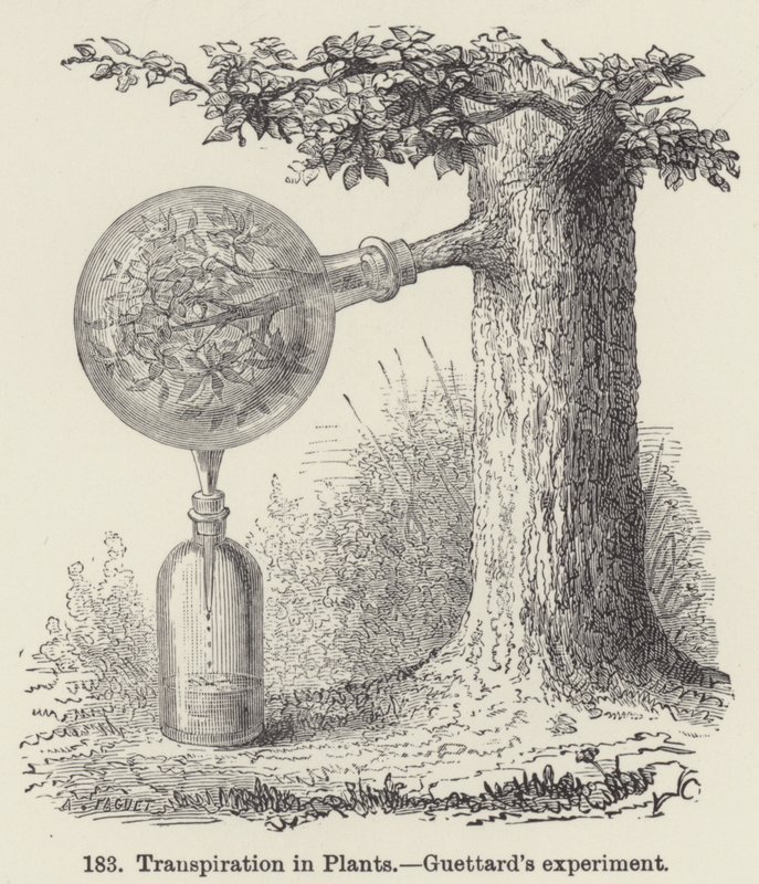 Transpiration in Plants, Guettard