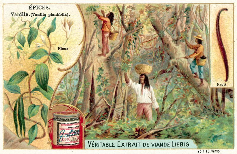 Vanilla (chromolitho) 作者 欧洲学校