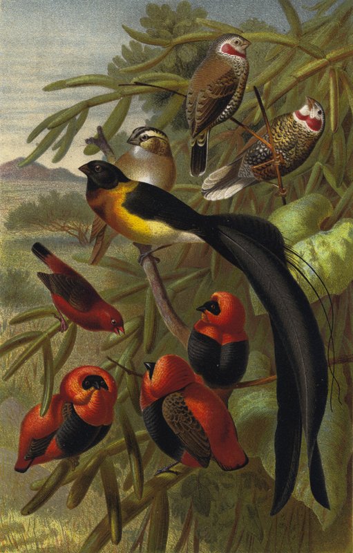 Webervogel 作者 欧洲学校