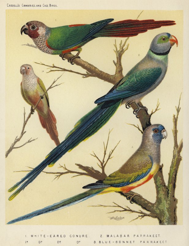 White-Eared Conure，Malabar Parrakeet，Blue-Bonnet Parrakeet 作者 欧洲学校