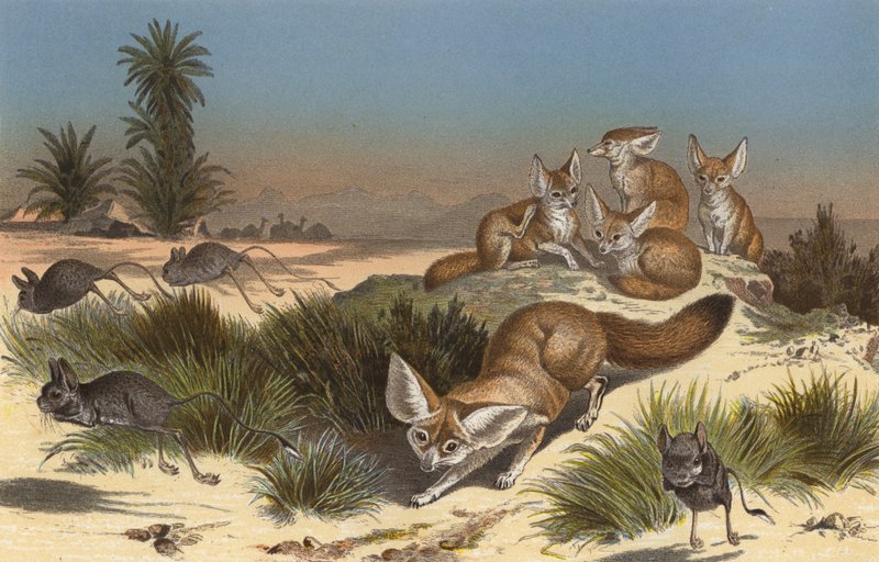 Wustenfuchs 作者 欧洲学校