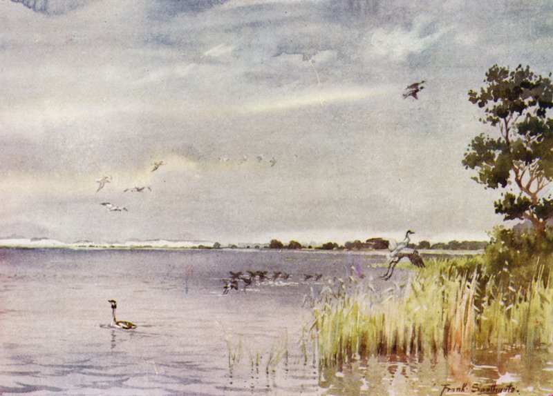 诺福克（Norfolk Broads）：霍西仅仅 作者 弗兰克·索斯盖特