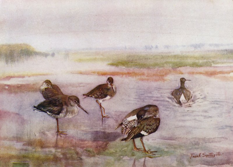 Norfolk Broads：Redshank（彩色石版画） 作者 弗兰克·索斯盖特