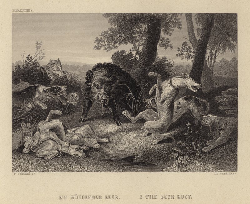 野猪狩猎 作者 Frans Snyders或Snijders