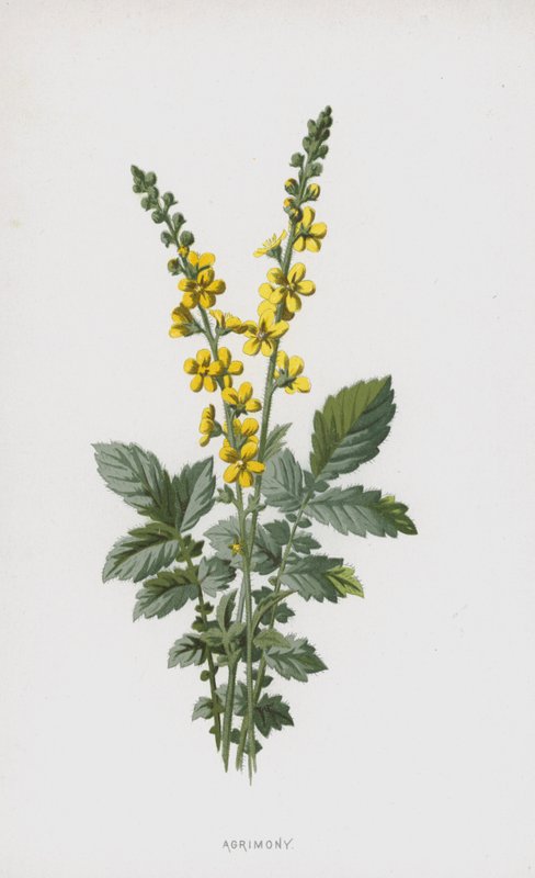 仙鹤草（chromolitho） 作者 弗雷德里克·爱德华·赫尔姆