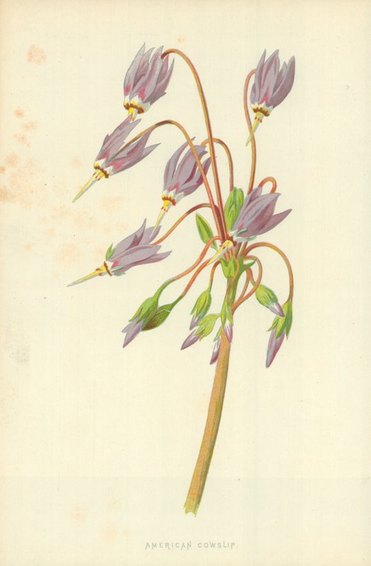 美国Cowslip 作者 弗雷德里克·爱德华·赫尔姆