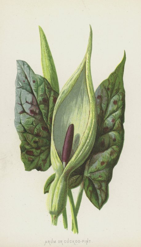 Arum或Cuckoo-Pint（chromolitho） 作者 弗雷德里克·爱德华·赫尔姆