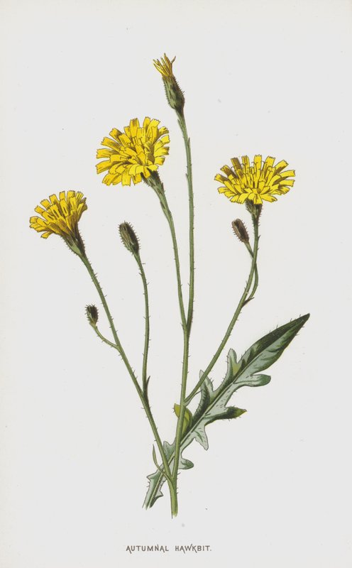 秋季Hawkbit（chromolitho） 作者 弗雷德里克·爱德华·赫尔姆