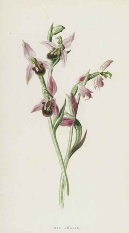 蜜蜂兰花（chromolitho） 作者 弗雷德里克·爱德华·赫尔姆