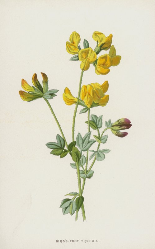 鸟脚三叶草（chromolitho） 作者 弗雷德里克·爱德华·赫尔姆