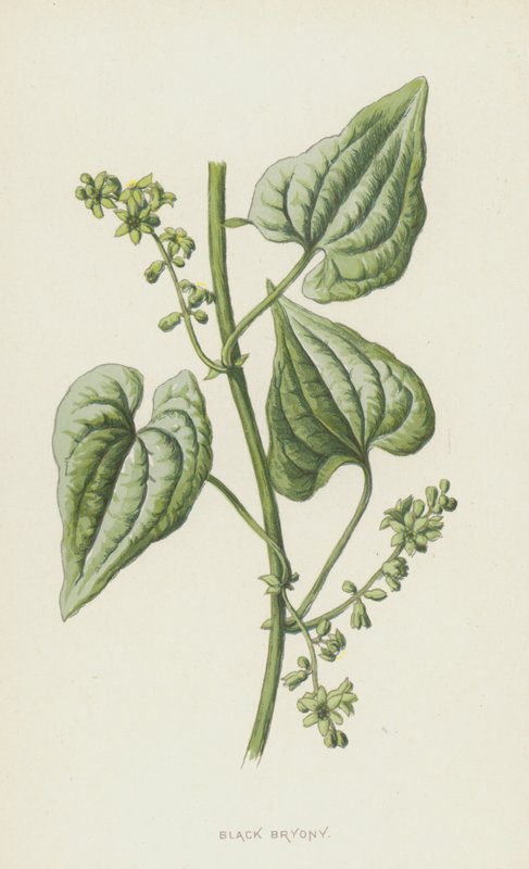 Black Bryony（chromolitho） 作者 弗雷德里克·爱德华·赫尔姆