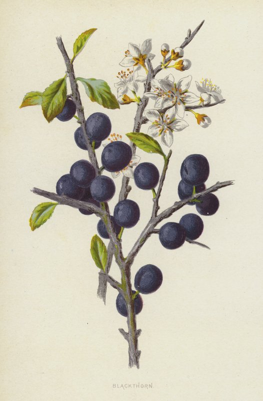 黑刺李（chromolitho） 作者 弗雷德里克·爱德华·赫尔姆