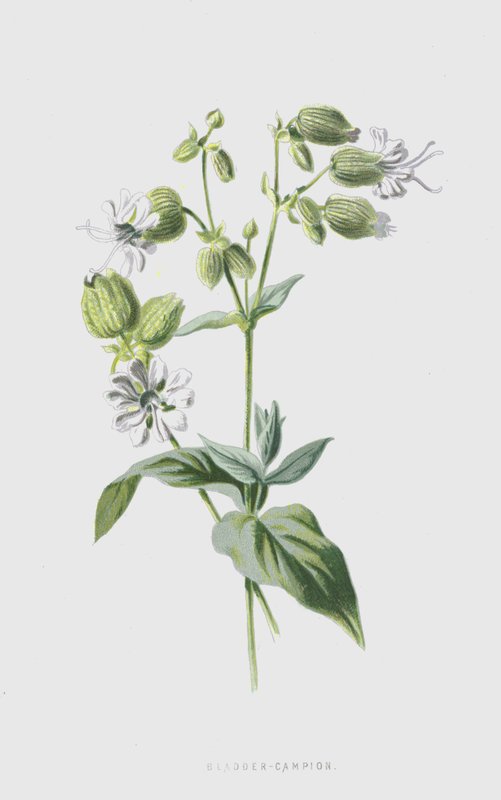Bladder-Campion（chromolitho） 作者 弗雷德里克·爱德华·赫尔姆