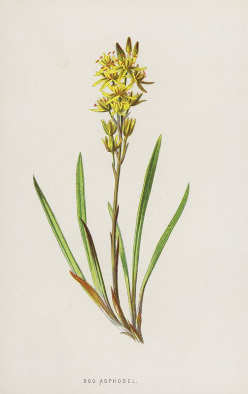 Bog Asphodel（chromolitho） 作者 弗雷德里克·爱德华·赫尔姆