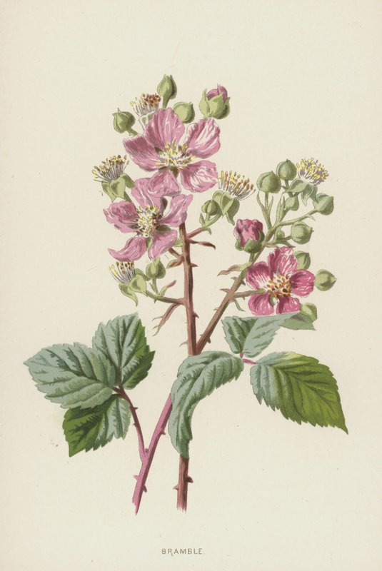 Bramble（chromolitho） 作者 弗雷德里克·爱德华·赫尔姆