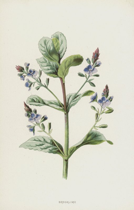 Brooklime（chromolitho） 作者 弗雷德里克·爱德华·赫尔姆
