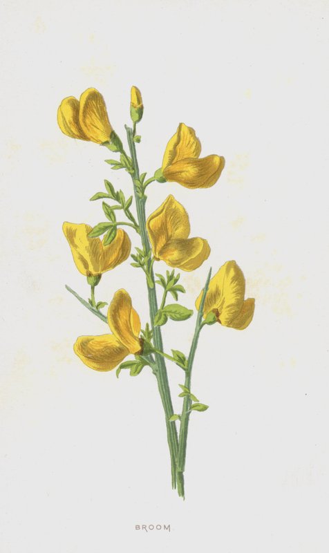 扫帚（chromolitho） 作者 弗雷德里克·爱德华·赫尔姆