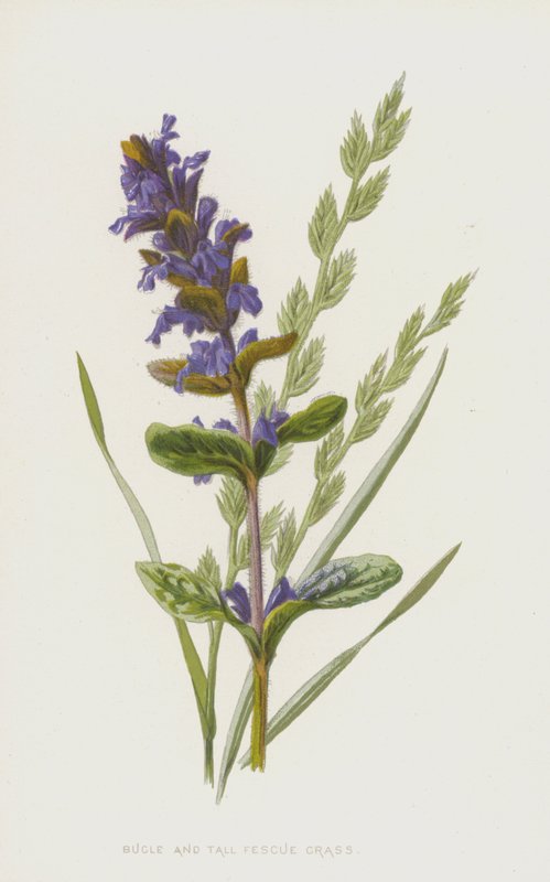 号角和高羊茅草（chromolitho） 作者 弗雷德里克·爱德华·赫尔姆