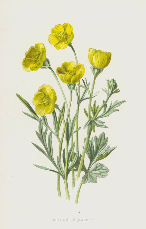 Bulbous Crowfoot（chromolitho） 作者 弗雷德里克·爱德华·赫尔姆