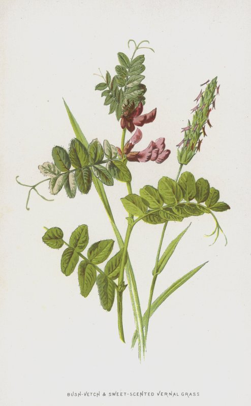Bush-Vetch和Sweet-Scented Vernal Grass（chromolitho） 作者 弗雷德里克·爱德华·赫尔姆