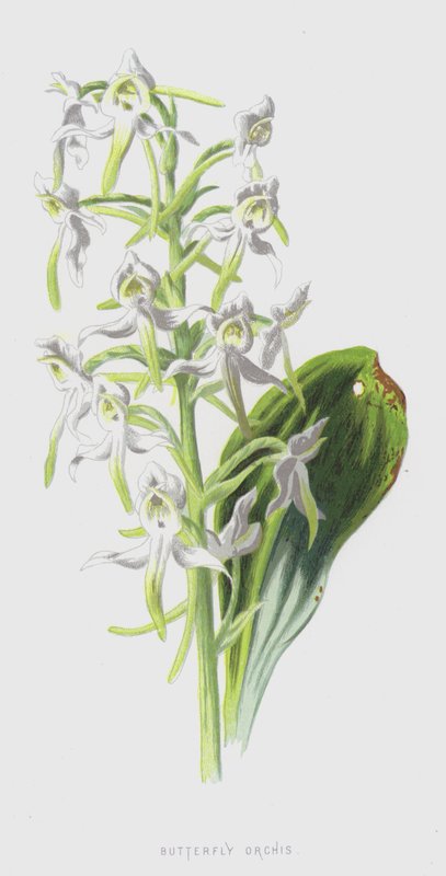 蝴蝶兰（chromolitho） 作者 弗雷德里克·爱德华·赫尔姆