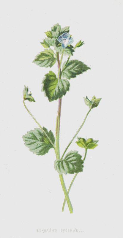 Buxbaums Speedwell（chromolitho） 作者 弗雷德里克·爱德华·赫尔姆