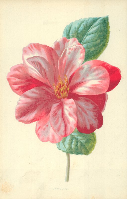 茶花 作者 弗雷德里克·爱德华·赫尔姆