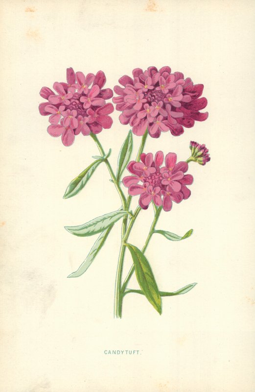 candytuft的 作者 弗雷德里克·爱德华·赫尔姆